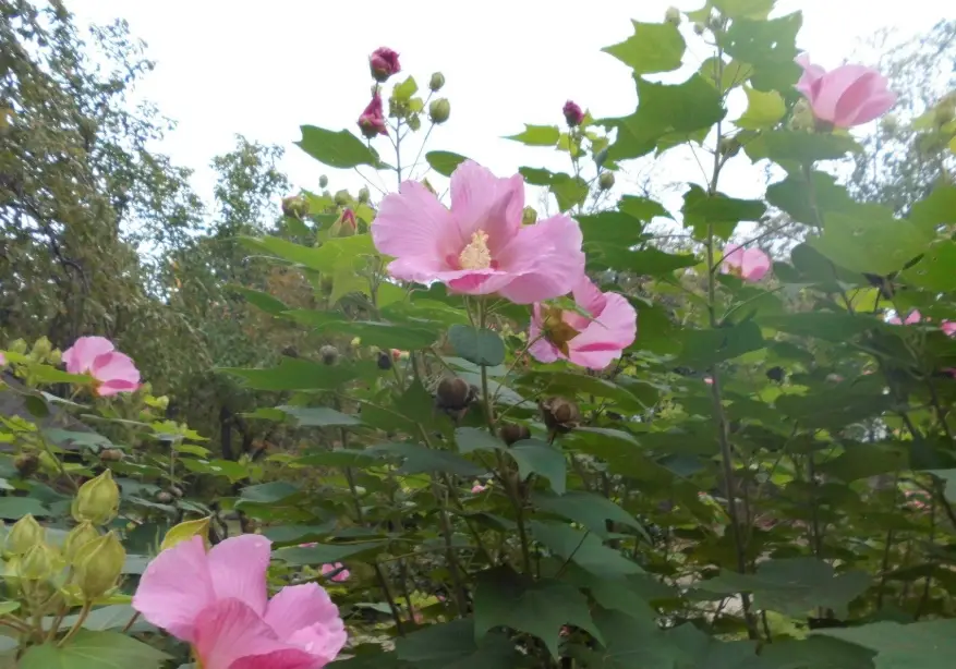 木芙蓉怎麼種