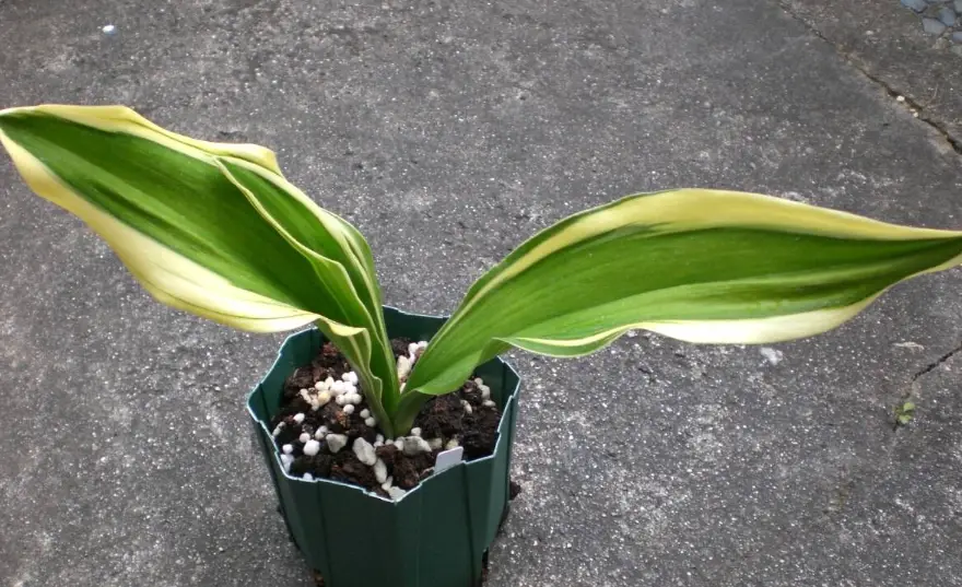 粗肋草照顧