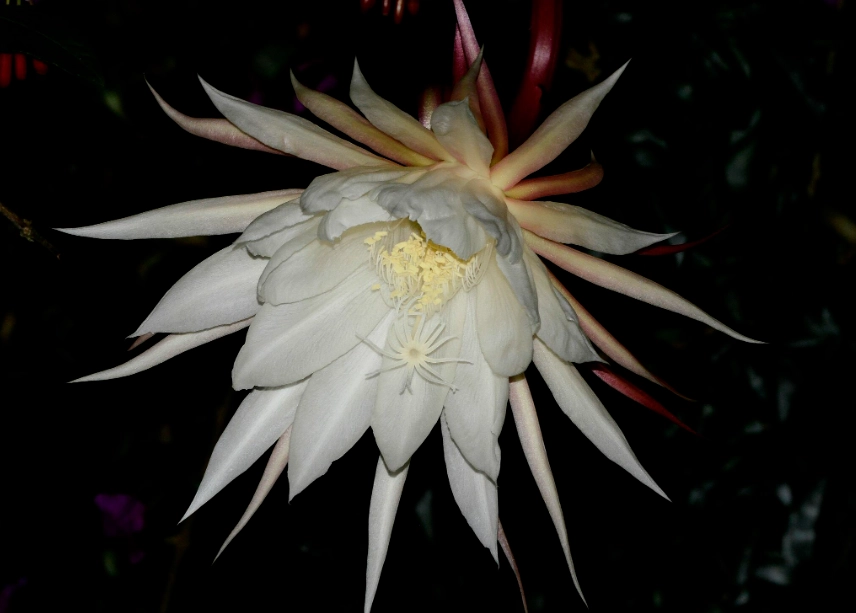 曇花食療