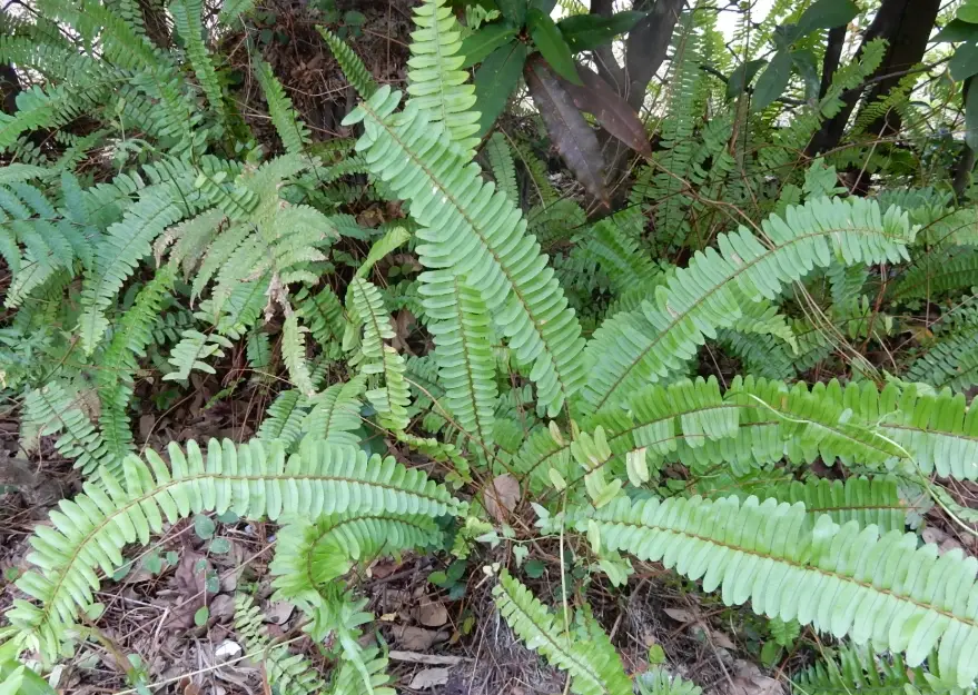 腎蕨盆栽照顧