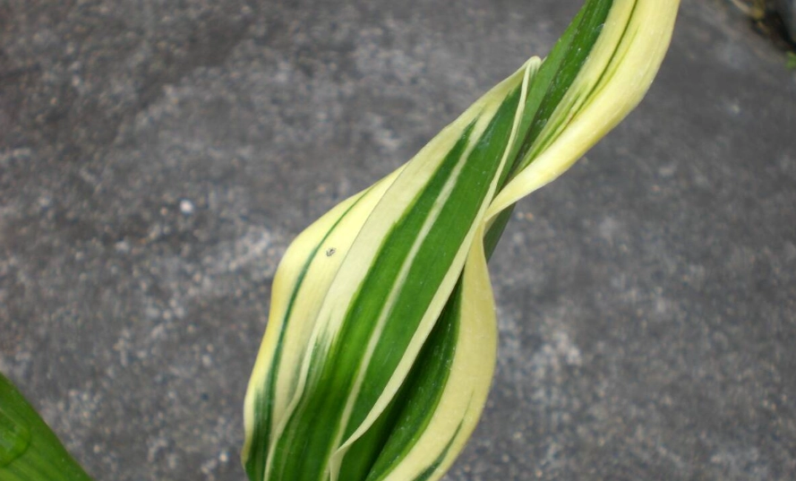 萬年青葉子發黃