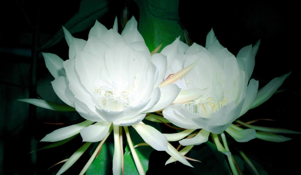 曇花禁忌