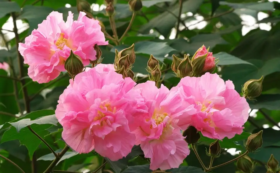 山芙蓉照顧