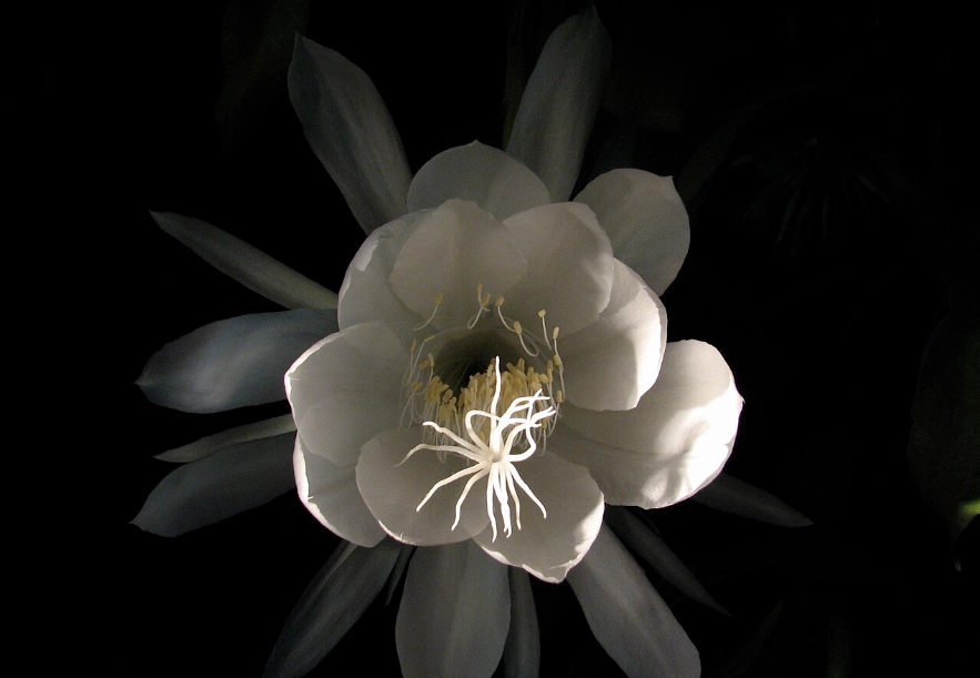 曇花禁忌