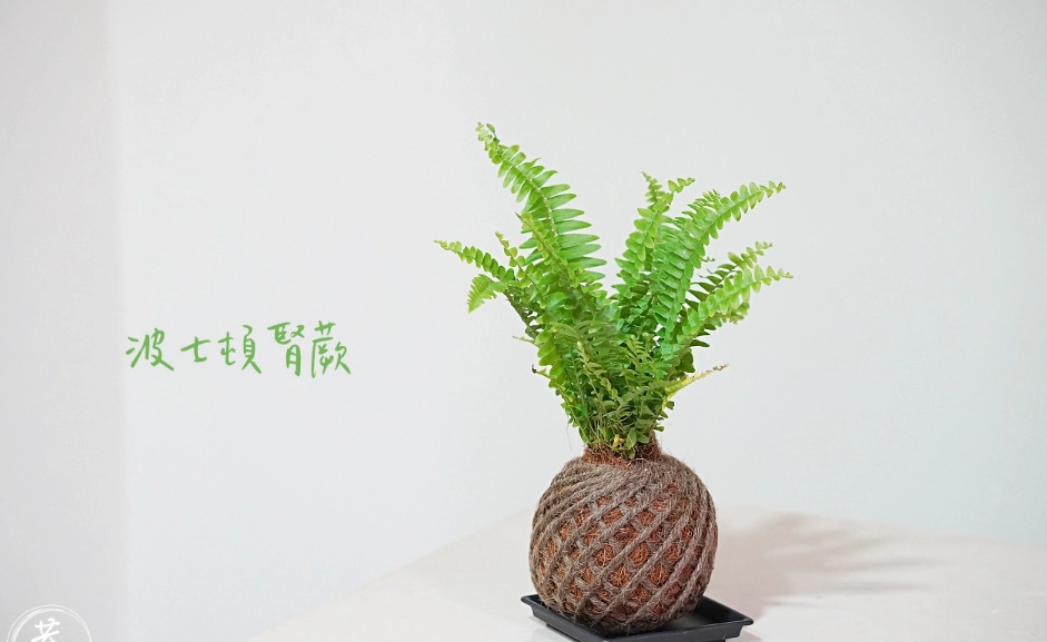 腎蕨盆栽照顧