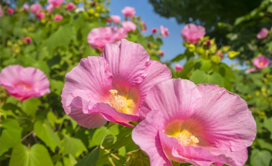 山芙蓉照顧