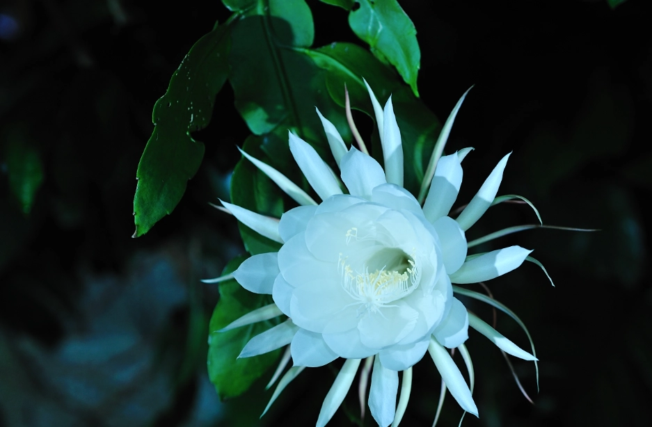 曇花禁忌