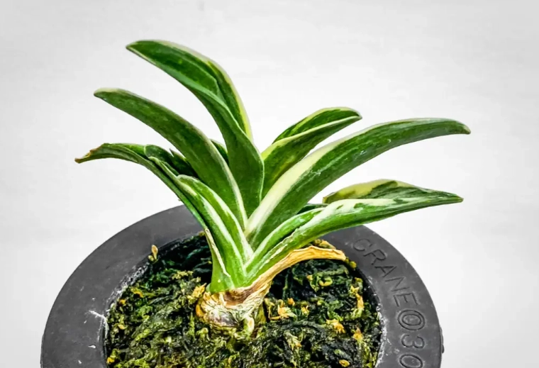 粗肋草照顧
