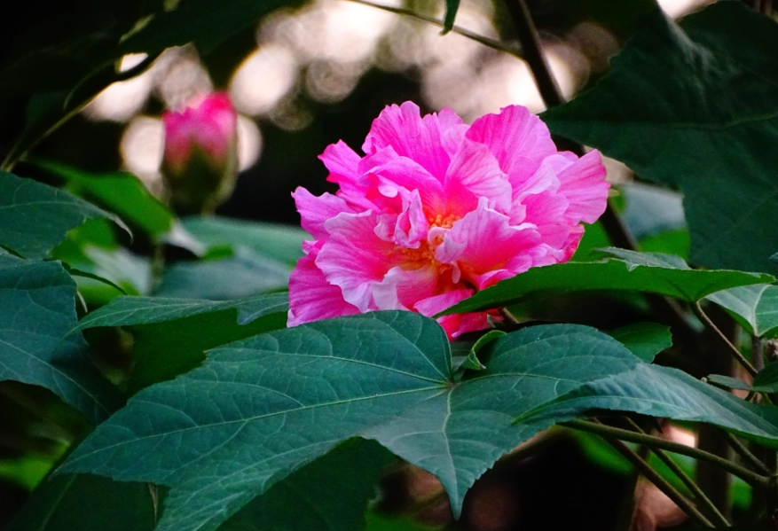 山芙蓉照顧