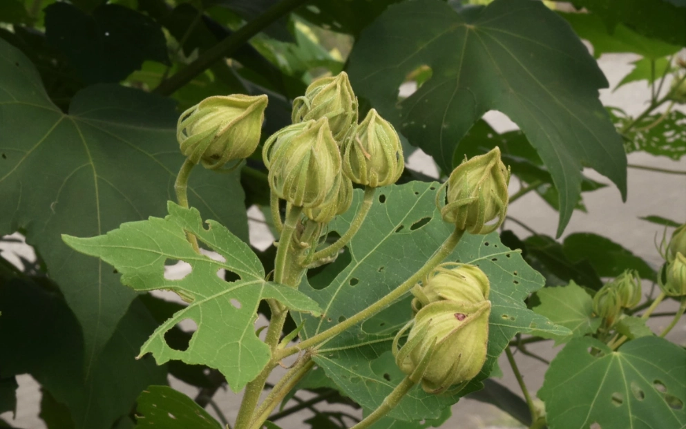 木芙蓉怎麼種