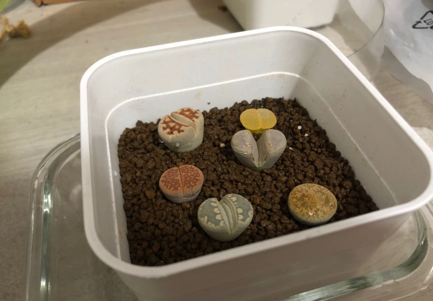 石頭玉澆水 石頭玉澆水