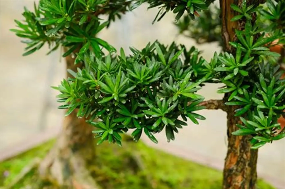 羅漢松爛根