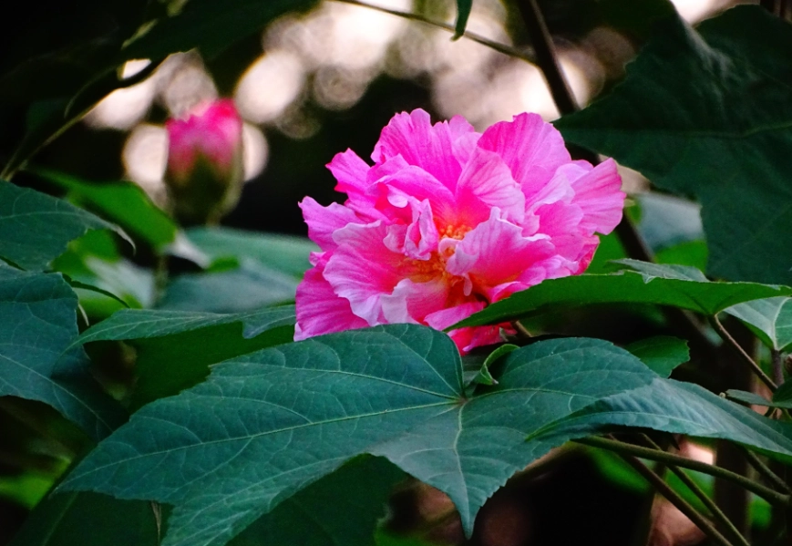 芙蓉照顧