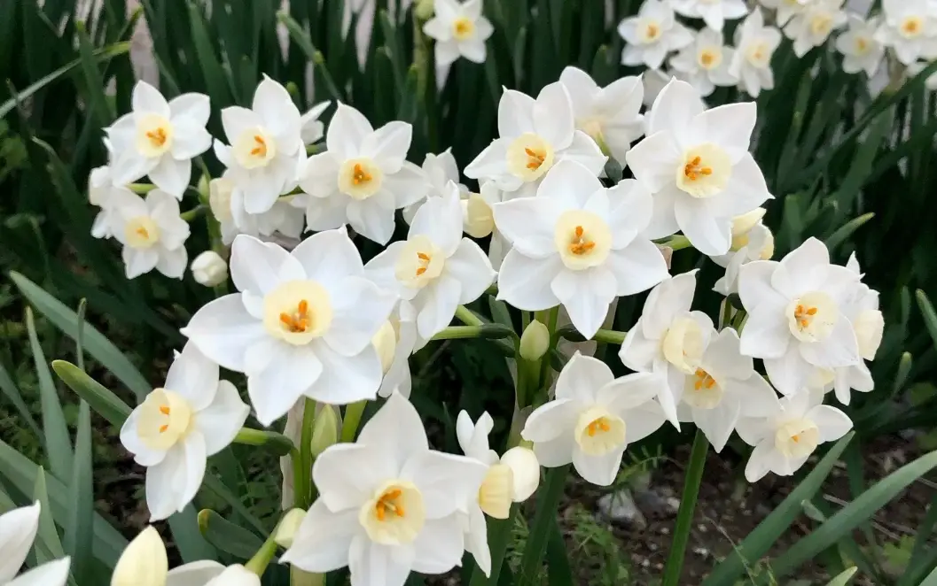 水仙花球根挑選