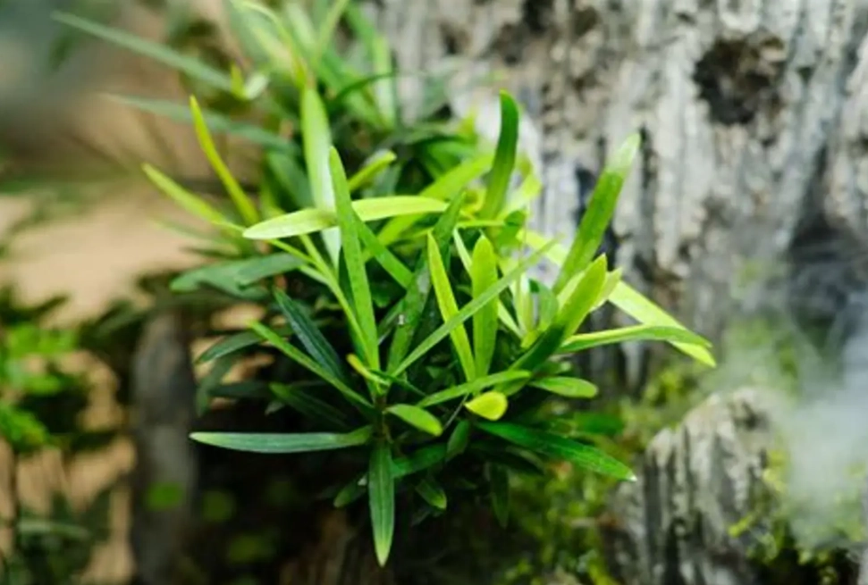 羅漢松葉子變黃