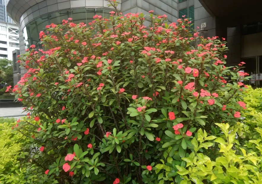 虎刺梅風水禁忌
