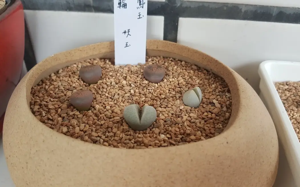 生石花 台灣 生石花 台灣