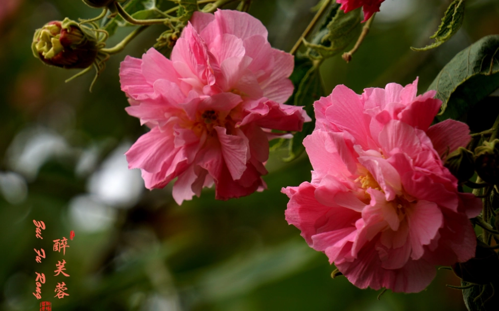 芙蓉種植