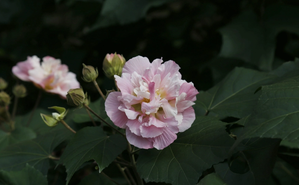 芙蓉種植