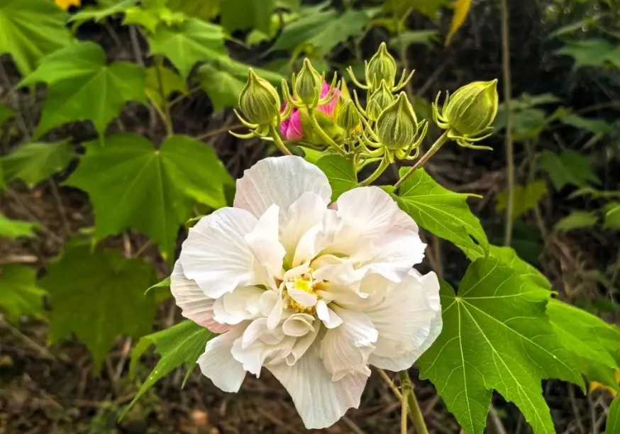 芙蓉菊