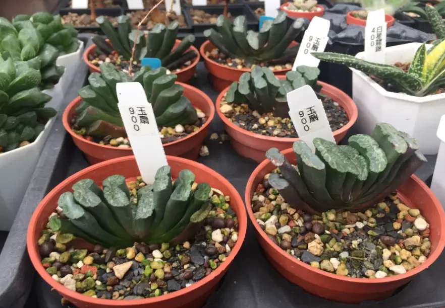 生石花分株