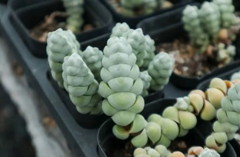 生石花分株