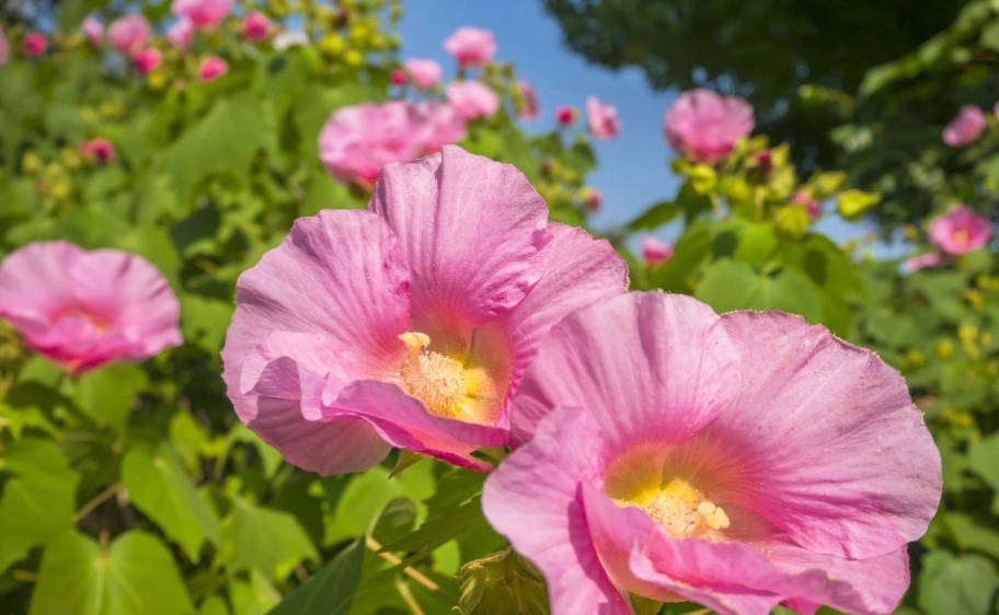 芙蓉種植
