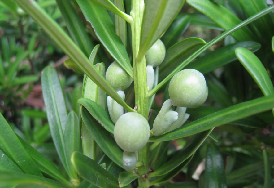 羅漢松爛根