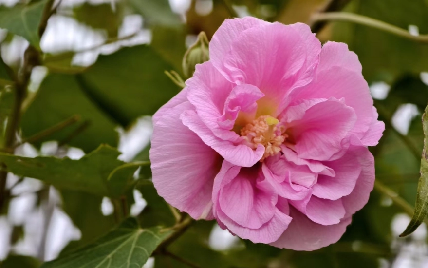 芙蓉菊