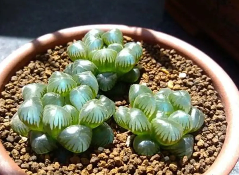 石頭玉繁殖