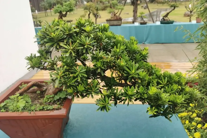 羅漢松爛根