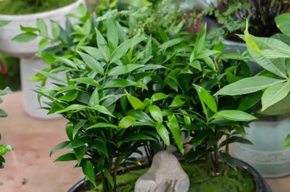 竹柏種子繁殖