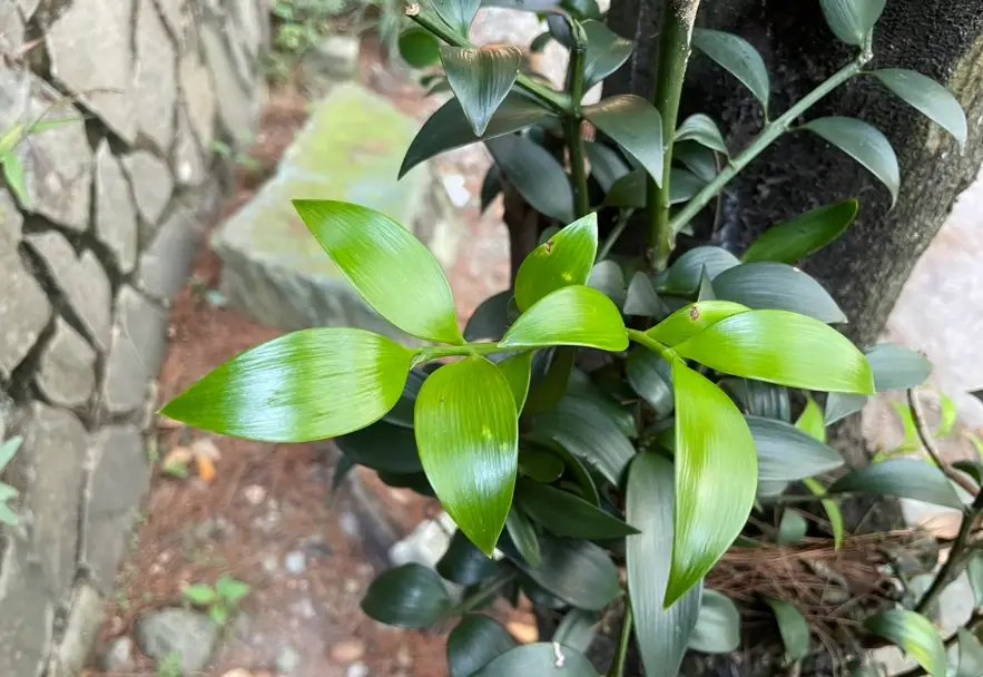 竹柏盆栽照顧