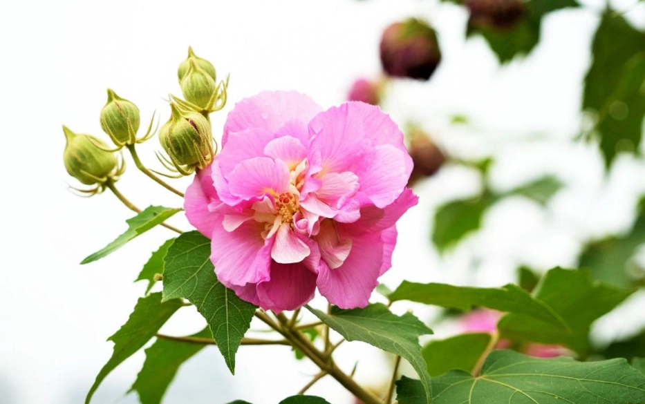 芙蓉種植