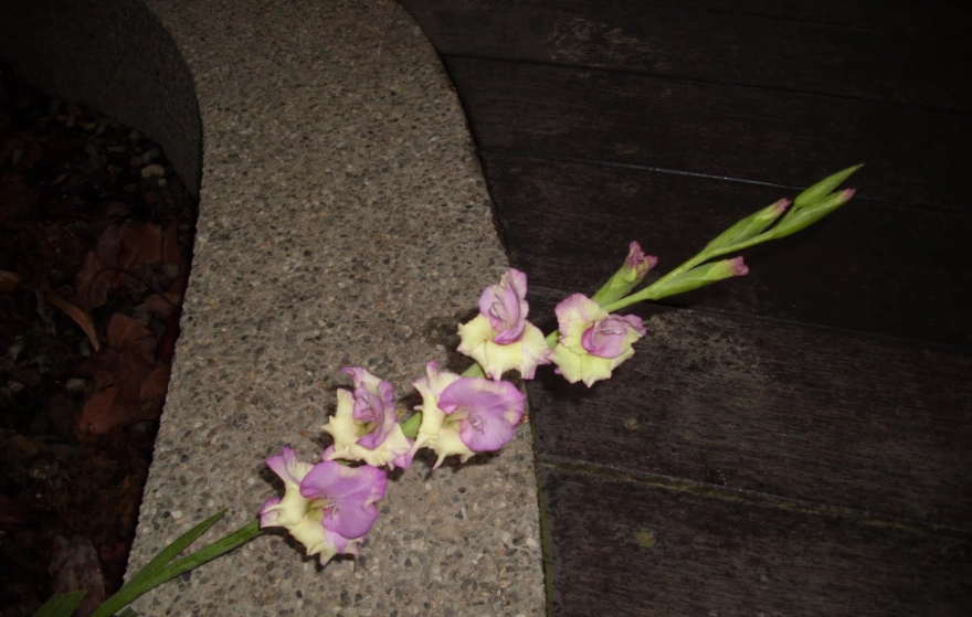 唐菖蒲種球