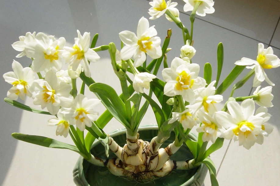 水仙花種植