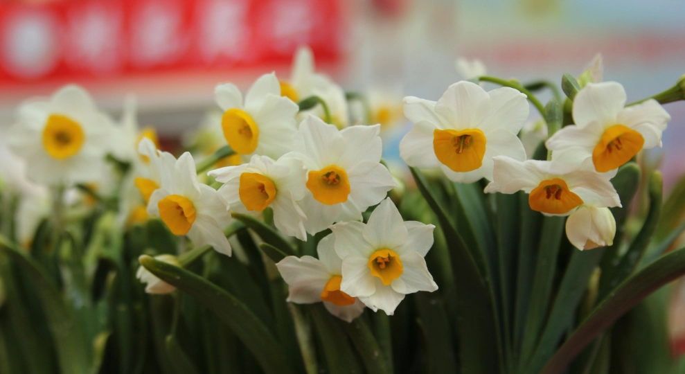 水仙花球根挑選