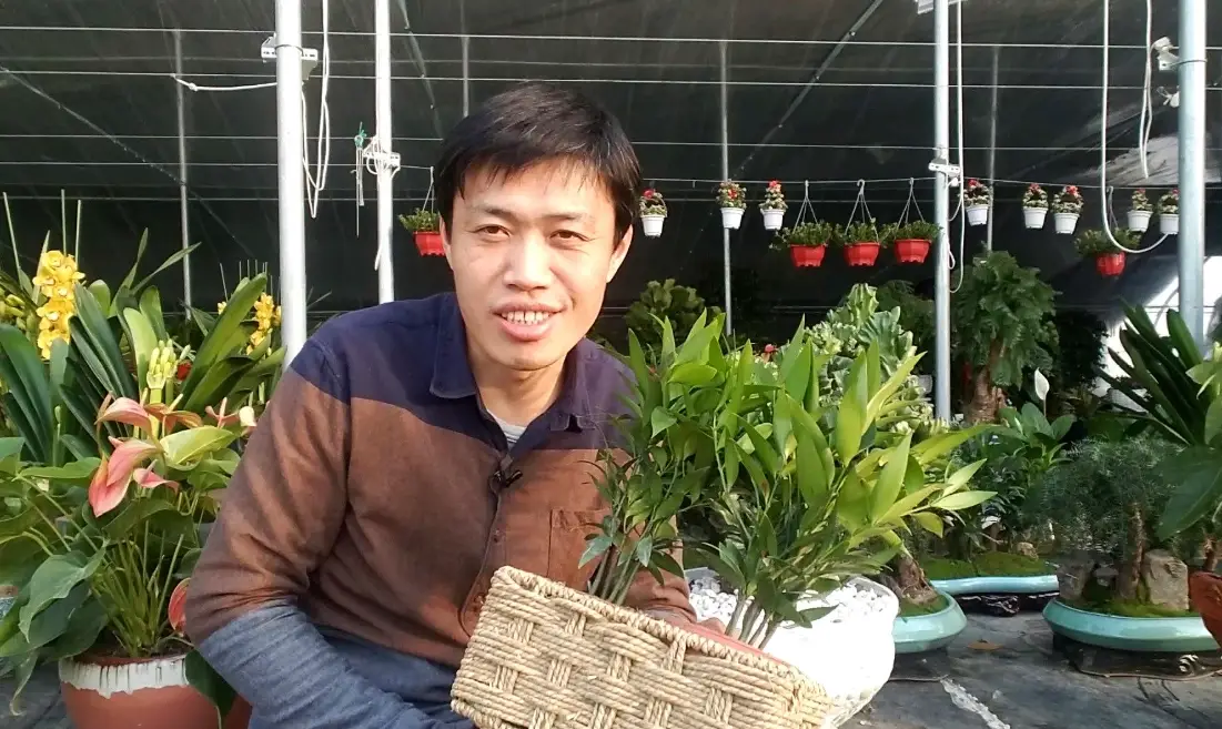 竹柏種子繁殖