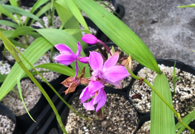 唐菖蒲種球