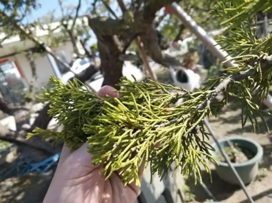珍珠柏照顧