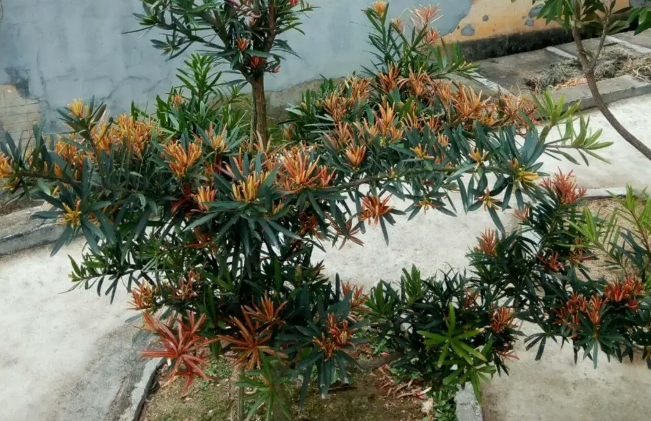 羅漢松枯黃
