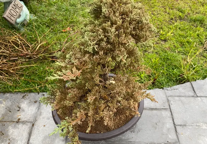 珍珠柏照顧