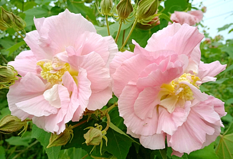 芙蓉菊