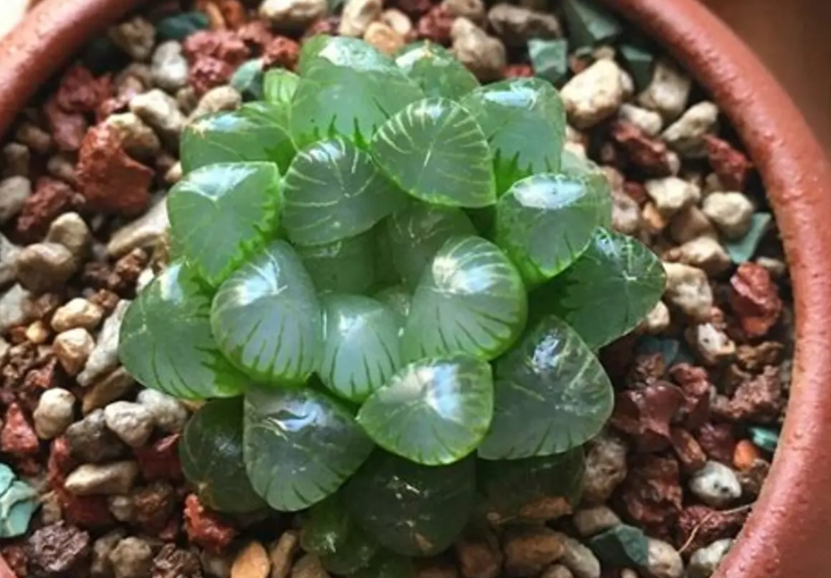 生石花分株