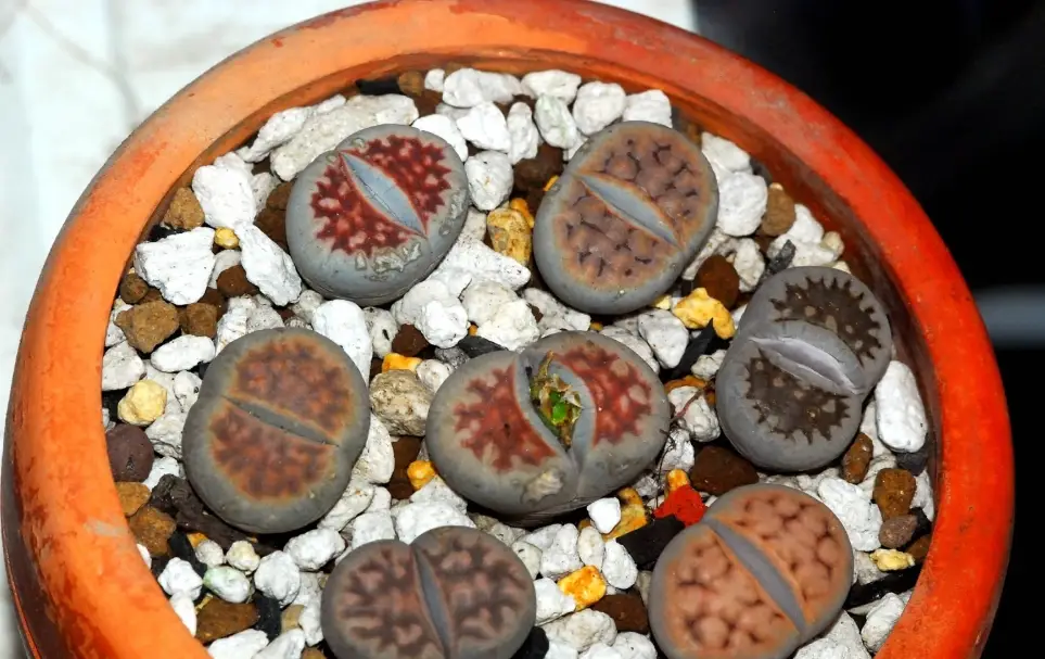 生石花 台灣 生石花 台灣
