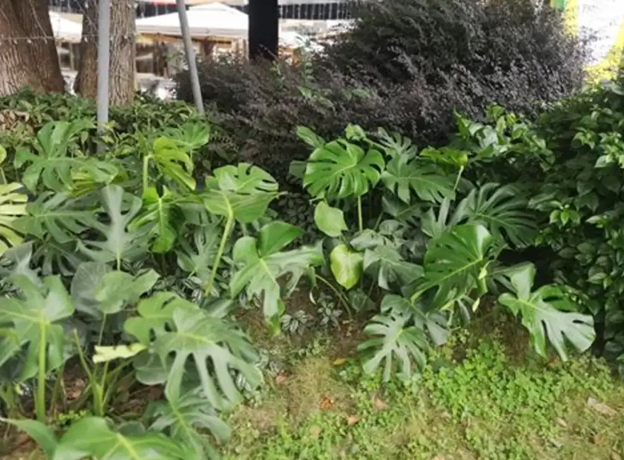龜背竹水培