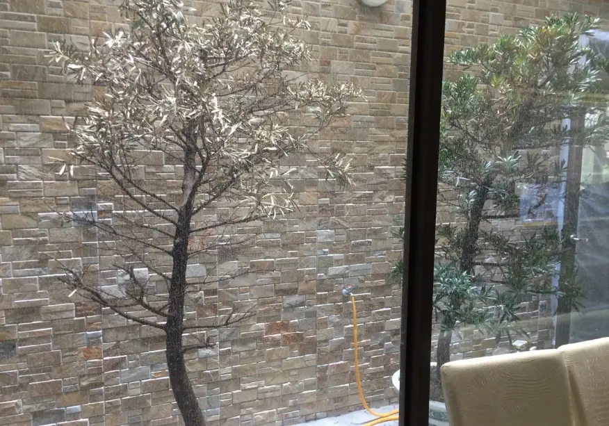 羅漢松葉子變黃