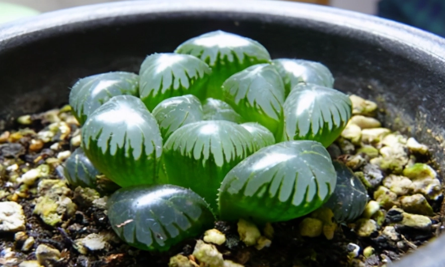石頭玉播種