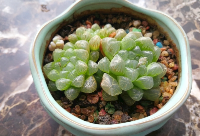 石頭玉播種