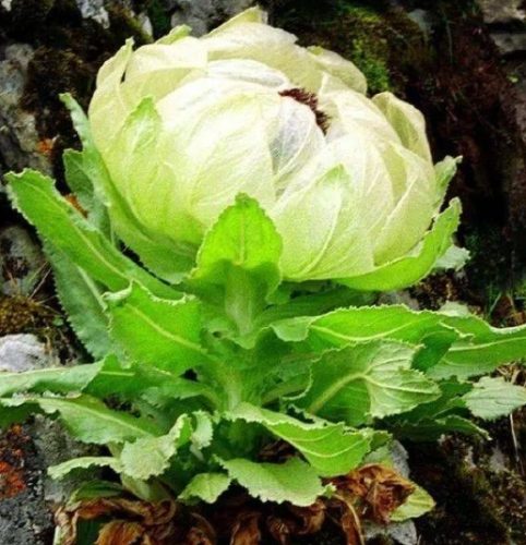 天山雪蓮怎麼吃